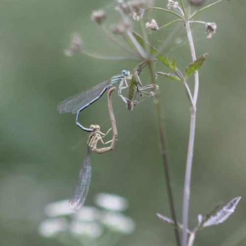 Agrion à larges pattes.