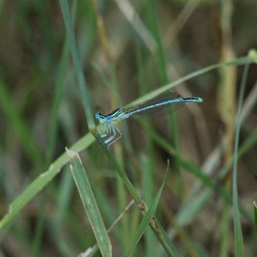 Agrion..