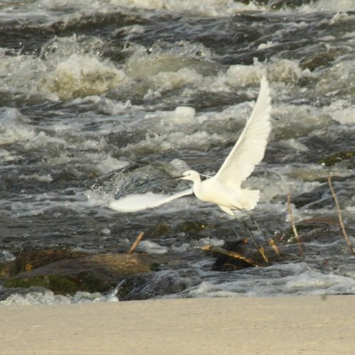 Aigrette Garzette ( Egretta garzetta ) Vol