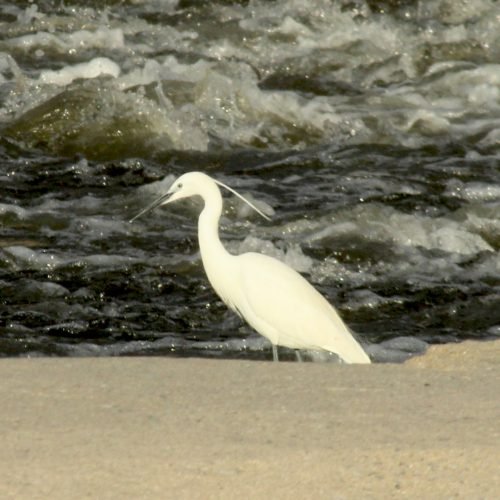 Aigrette garzette ( Egretta garzetta )