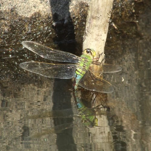 Anax Imperator ponte.