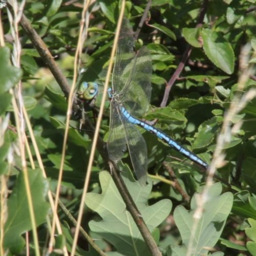 Anax imperator m