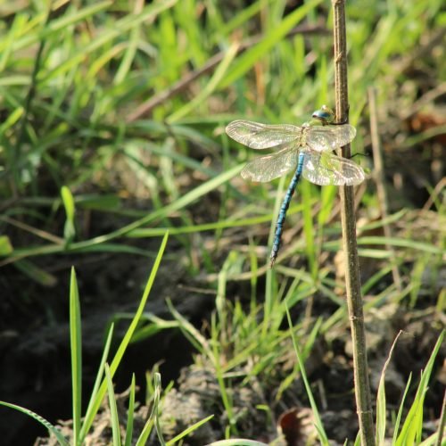Anax