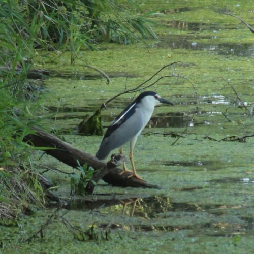 Bihoreau gris ( Nycticorax nycticorax )