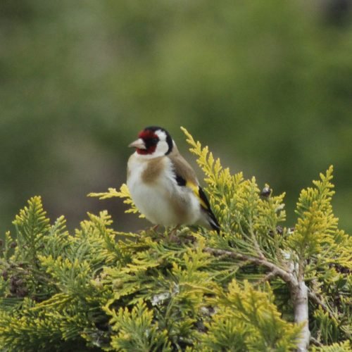 Chardonneret