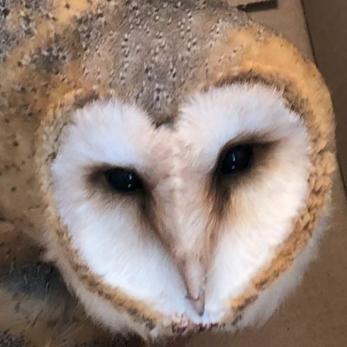 Chouette effraie ( Tyto alba )