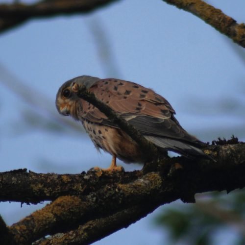 Faucon crécerelle ( Falco tinnunculus )