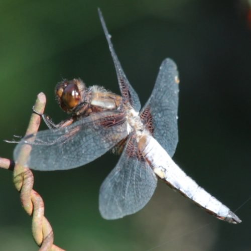Libellule déprimée.