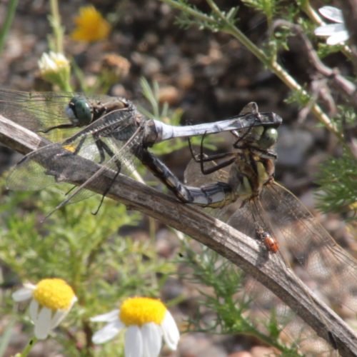 Orthétrum accouplement.