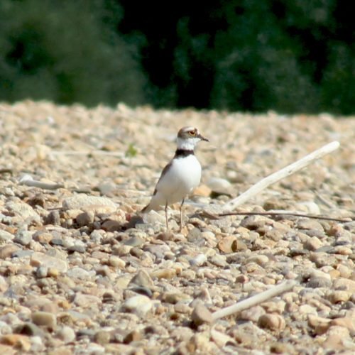 Petit Gravelot ( Charadrius dubius )