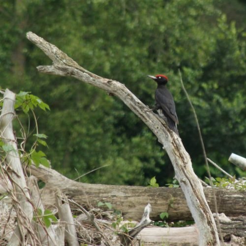 Pic noir ( Drycopus martius )